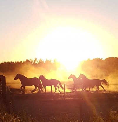 Welkom bij Pensionstal Mariahoeve